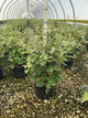Viburnum x 'Carlesii'