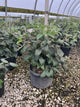 Viburnum x 'Cayuga'