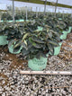 Viburnum carlesii 'Spice Island'
