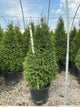 Thuja plicata 'Northern Spire'
