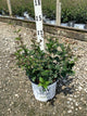 Syringa x 'Penda'
