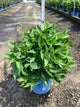 Hydrangea macrophylla 'Bailmer'