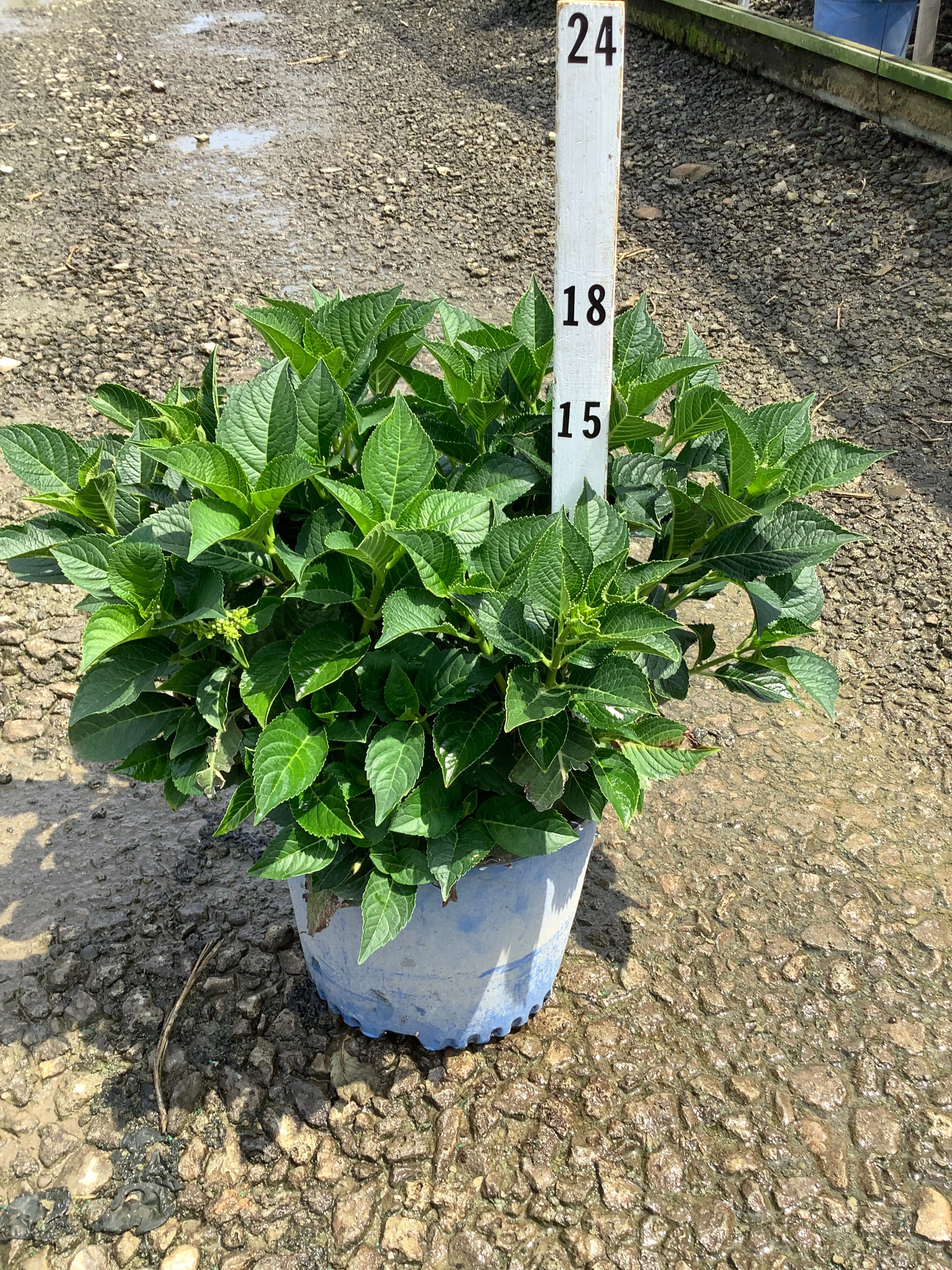 Hydrangea macrophylla 'Summer Crush'