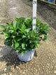 Hydrangea macrophylla 'Summer Crush'