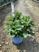 Hydrangea macrophylla 'Bloomstruck'