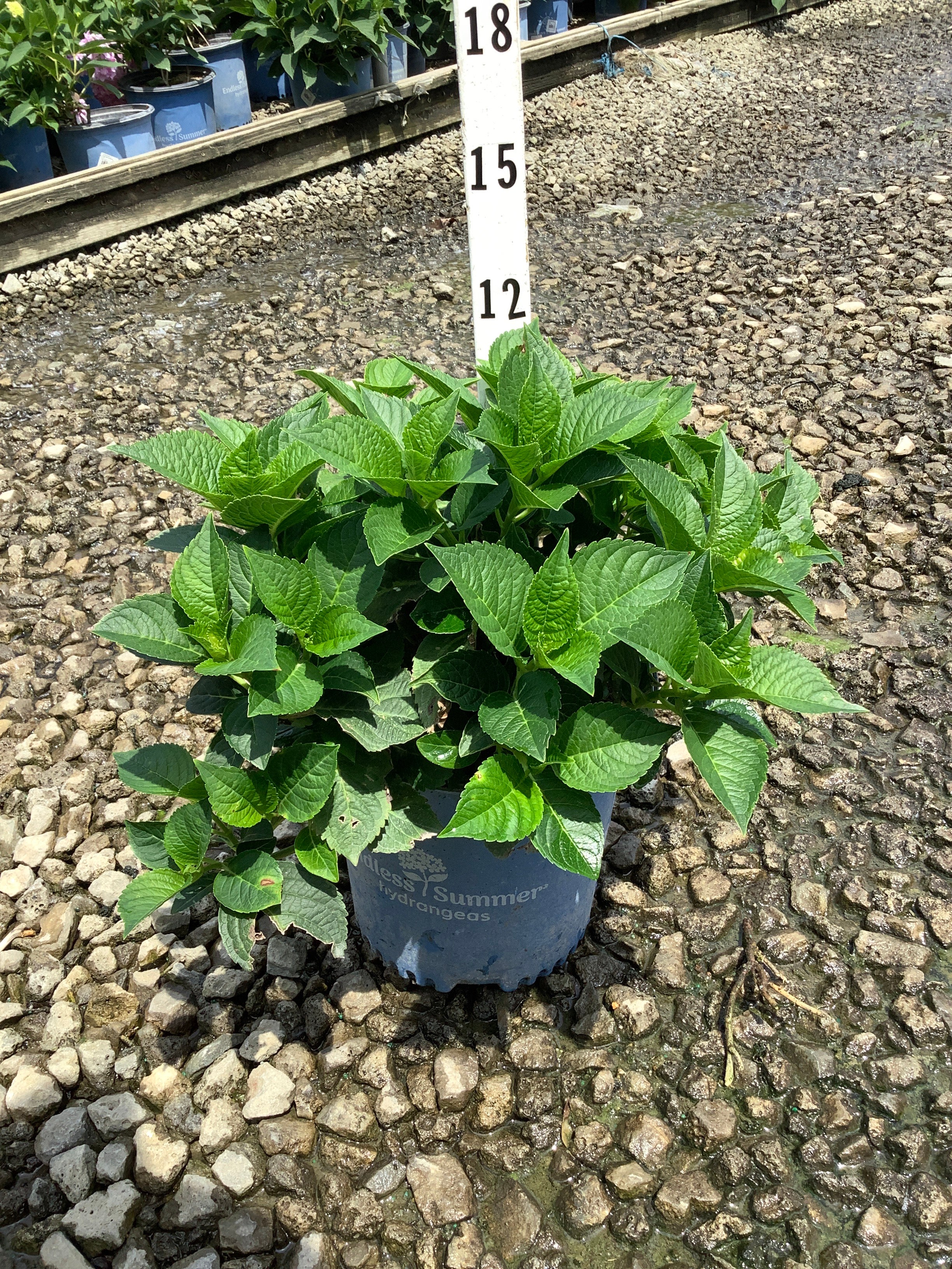 Hydrangea macrophylla 'Summer Crush'