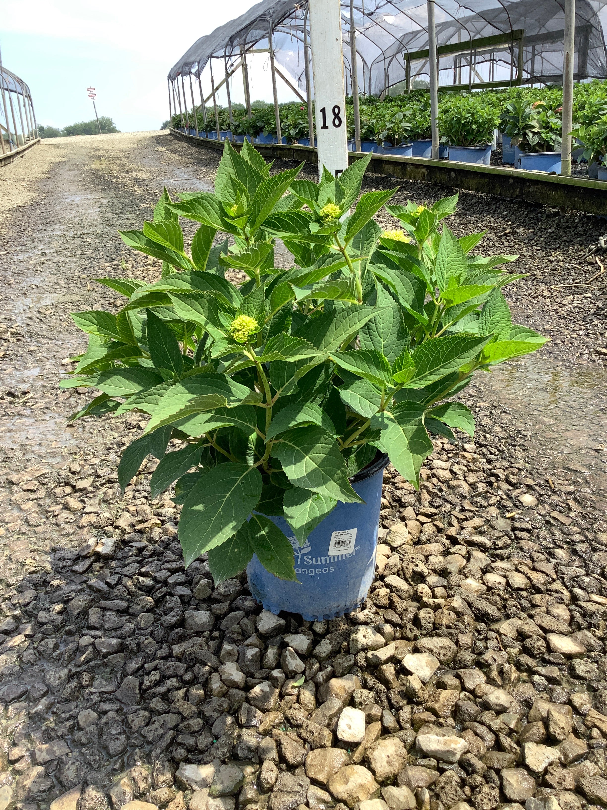 Hydrangea macrophylla 'Bailmer'