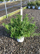 Deutzia yuki 'Snowflake'