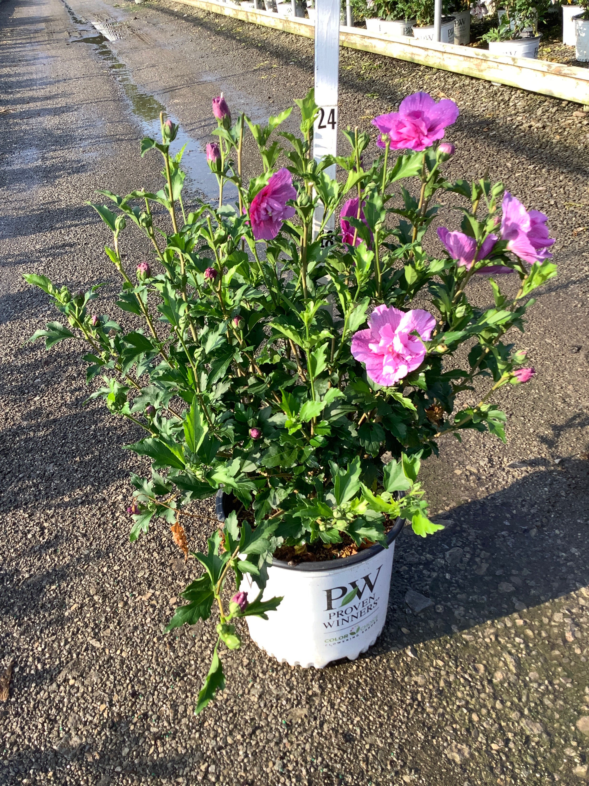 Hibiscus syriacus 'Dark Lav. Chiffon'