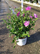 Hibiscus syriacus 'Dark Lav. Chiffon'