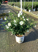 Hibiscus syriacus 'Notwoodtwo'