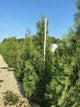 Thuja occidentalis 'American Pillar'