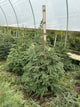 Tsuga canadensis