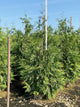 Thuja plicata 'Green Giant'