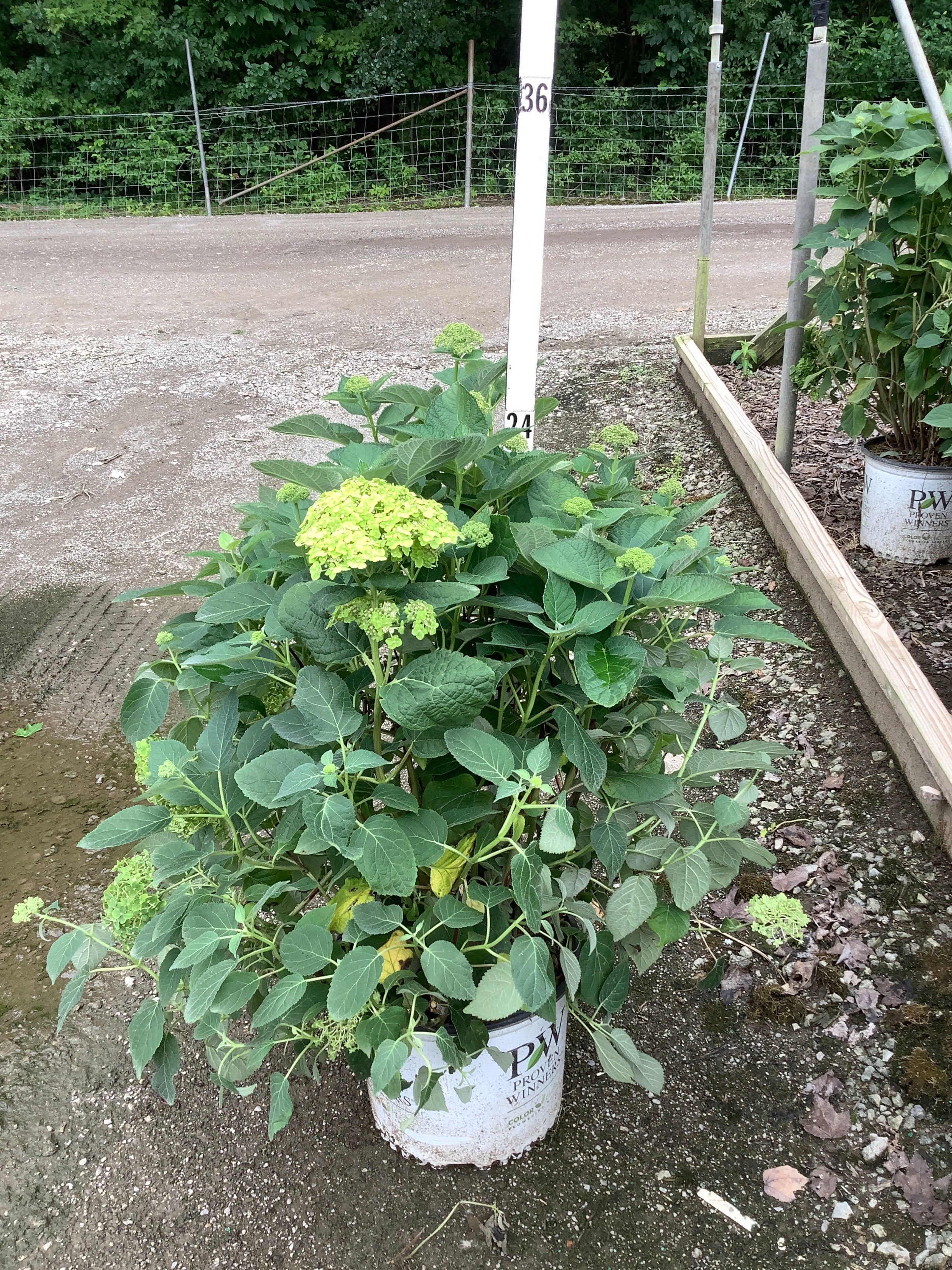 Hydrangea arborescens 'Invincble Sublime'