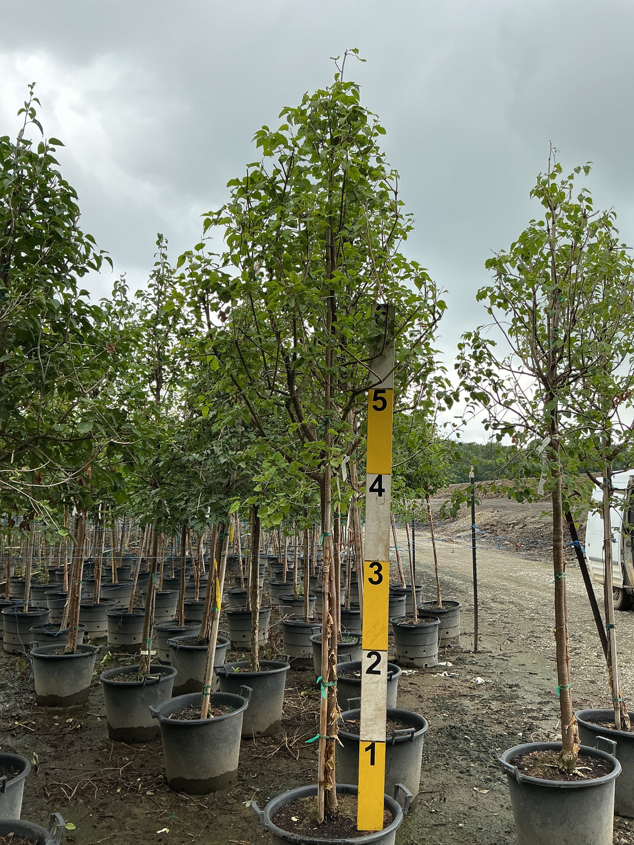 Syringa pekinensis 'China Snow'