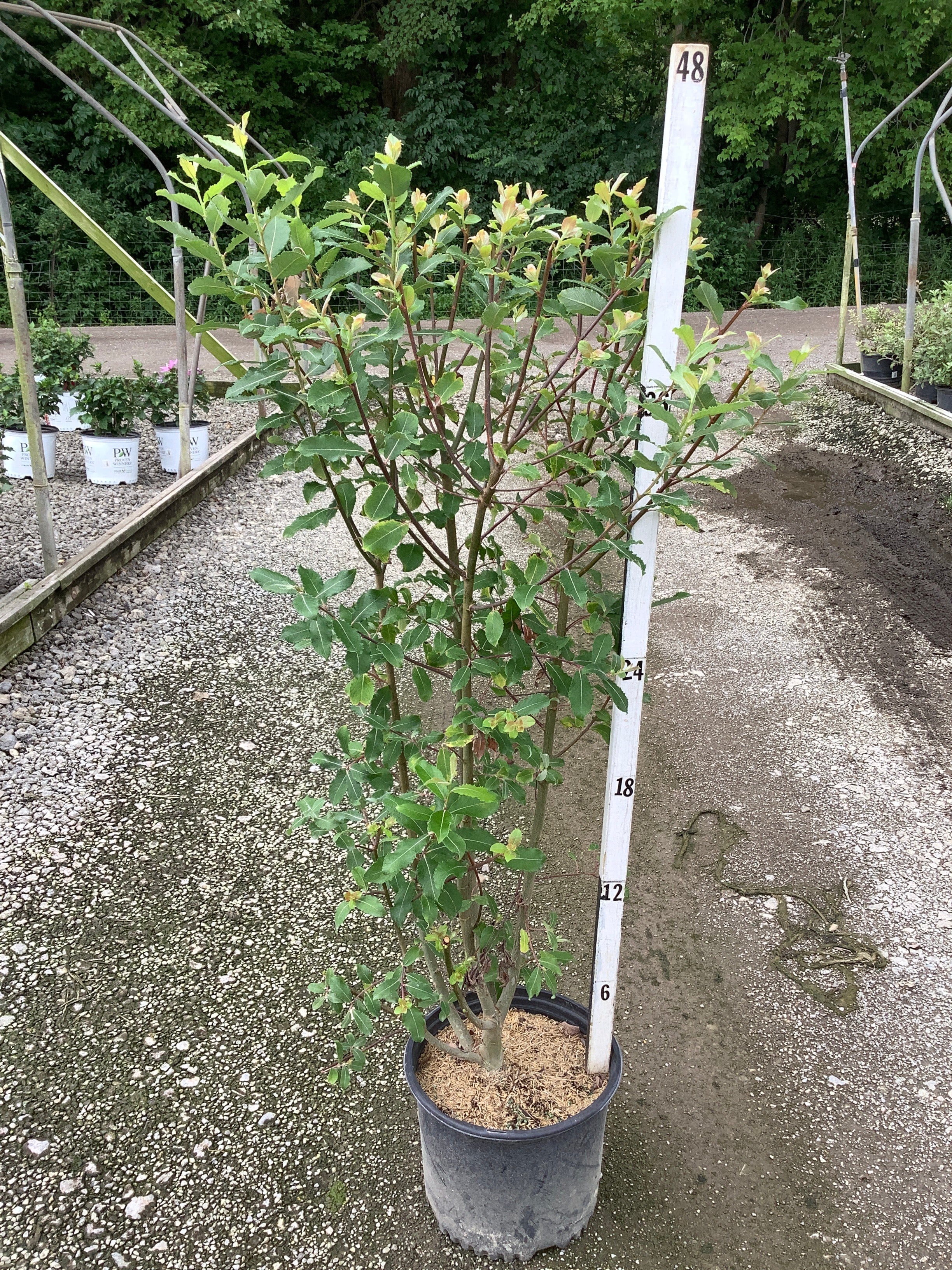Salix caprea