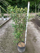 Salix caprea