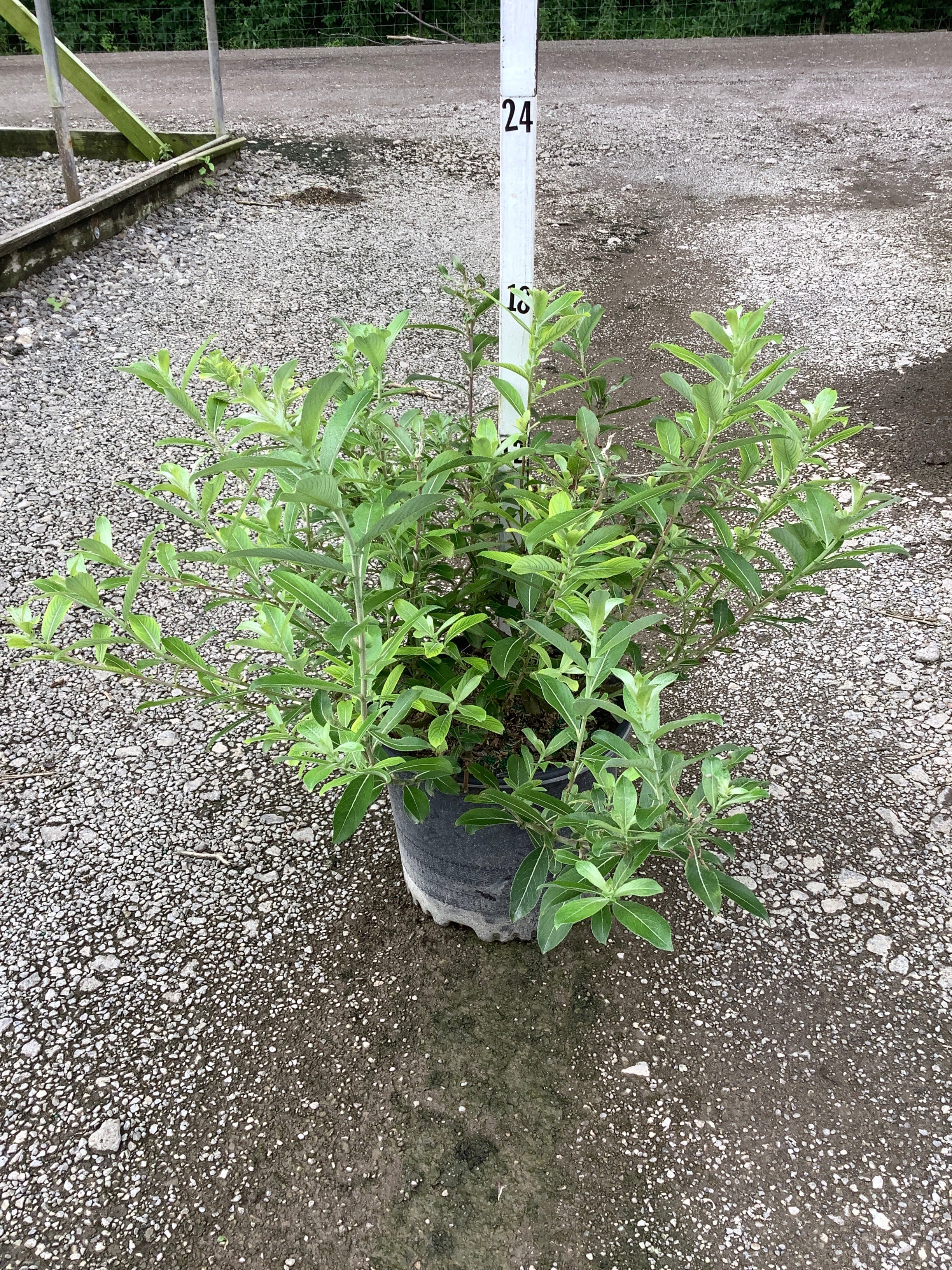 Salix G 'Mount Aso'
