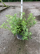 Salix G 'Mount Aso'