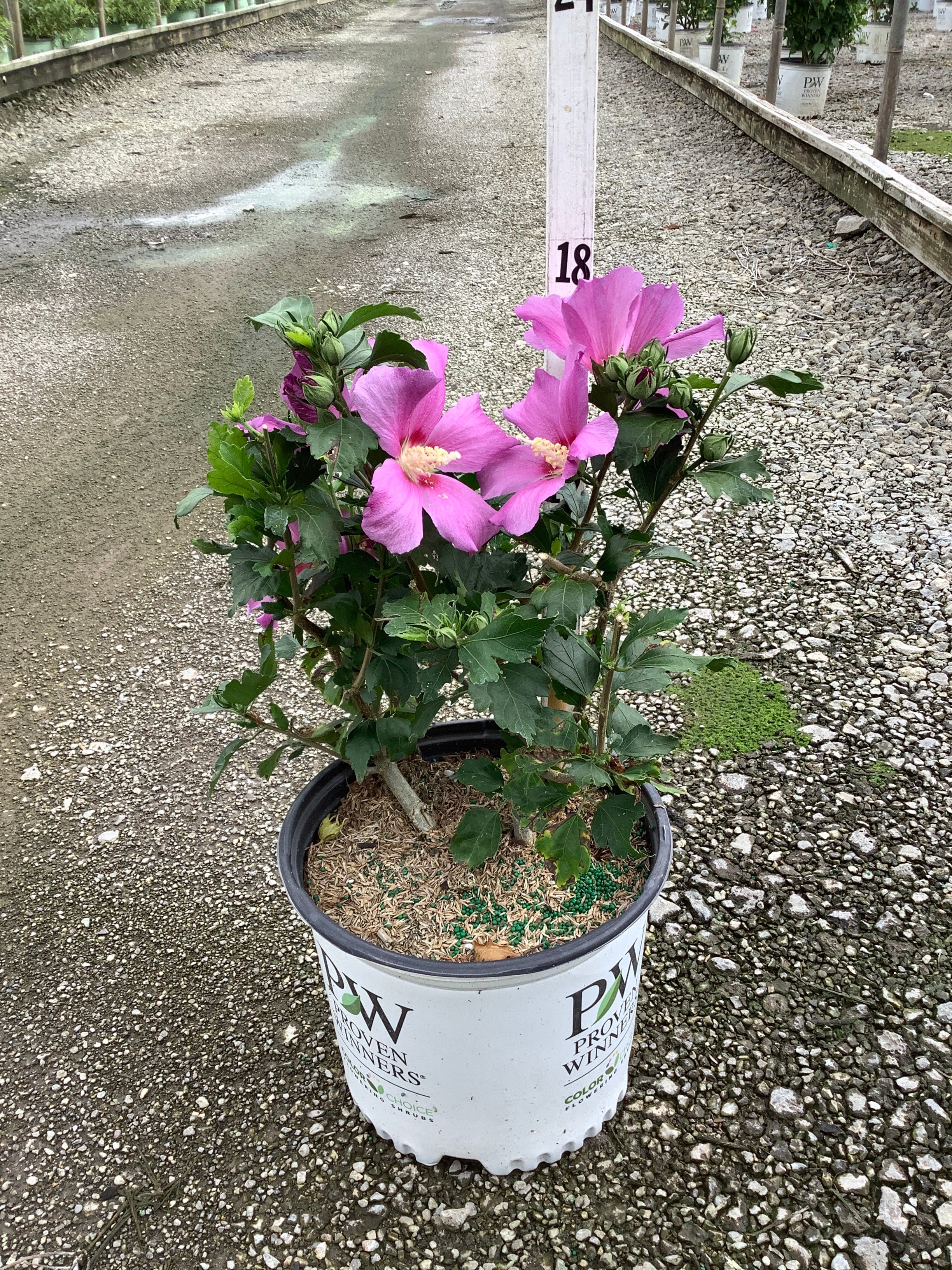 Hibiscus syriacus 'Purple Satin'