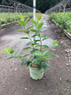 Cephalanthus O 'Crimson Comet'
