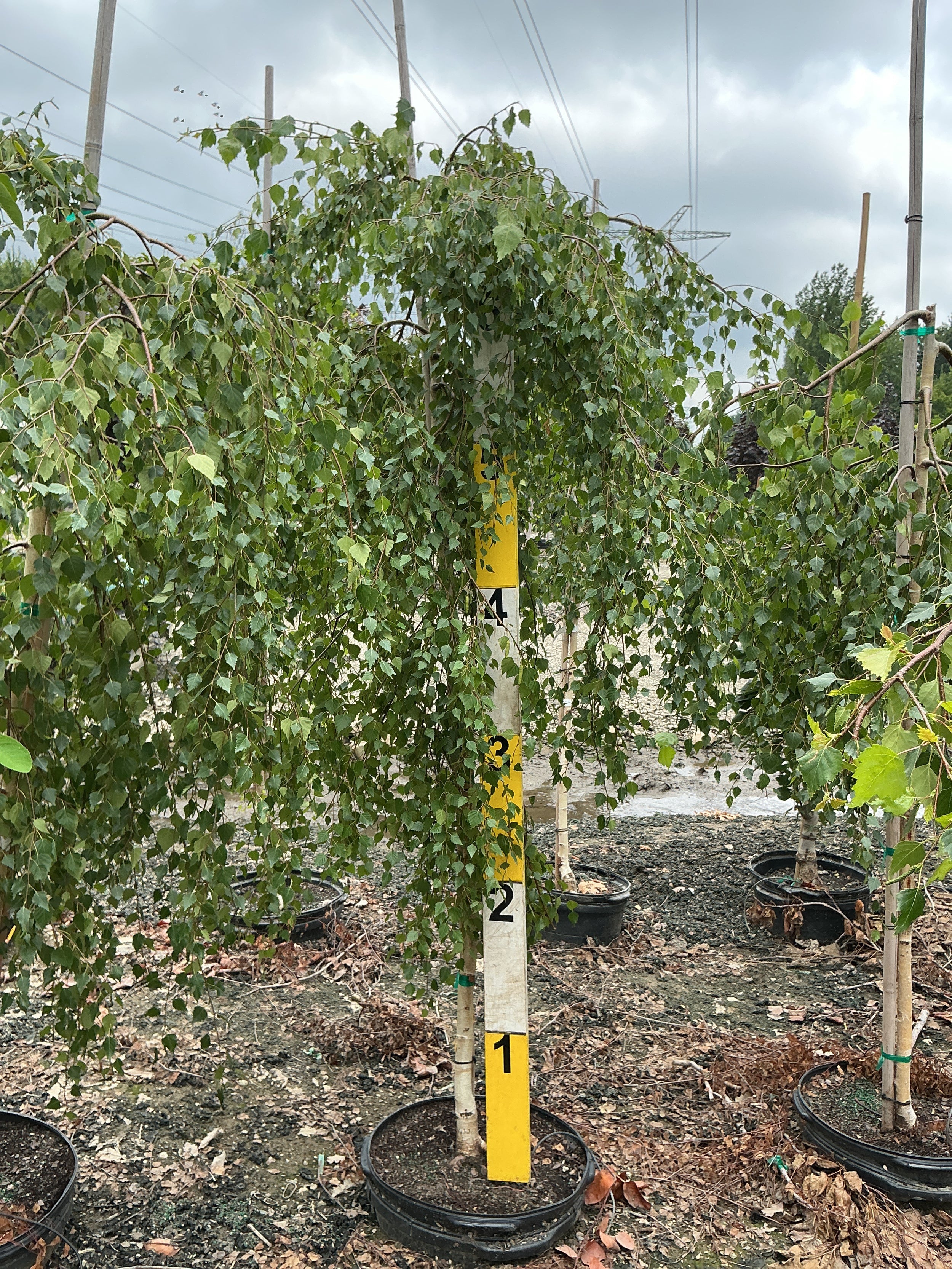 Betula pendula 'Youngii'