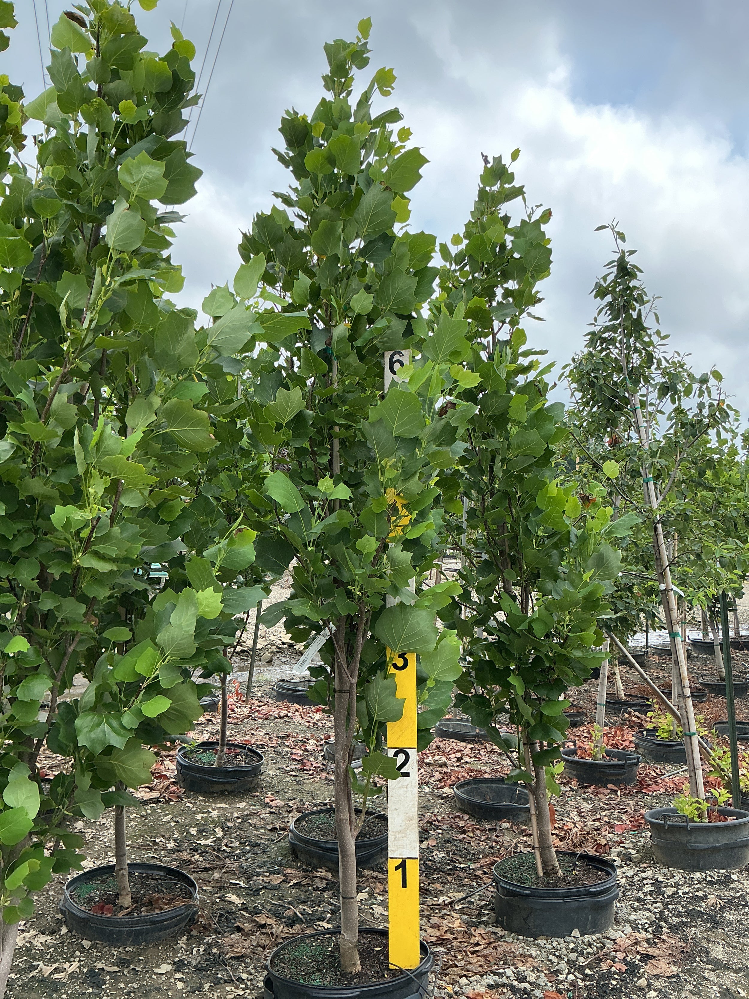 Liriodendron tulipifera 'Fastigatum'