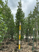 Quercus x bicolor 'Long'