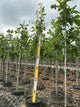 Quercus macrocarpa