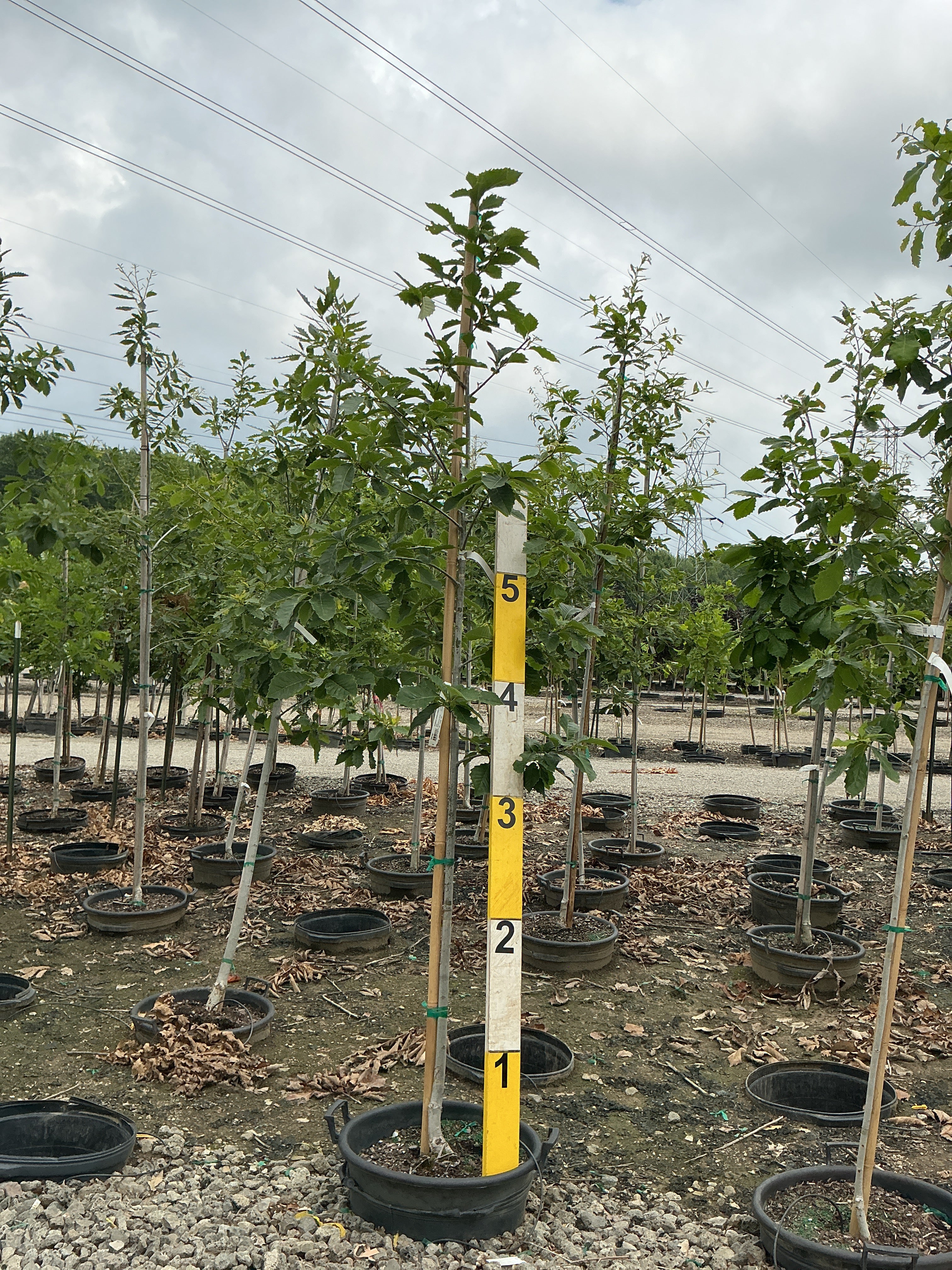 Quercus muehlenbergii