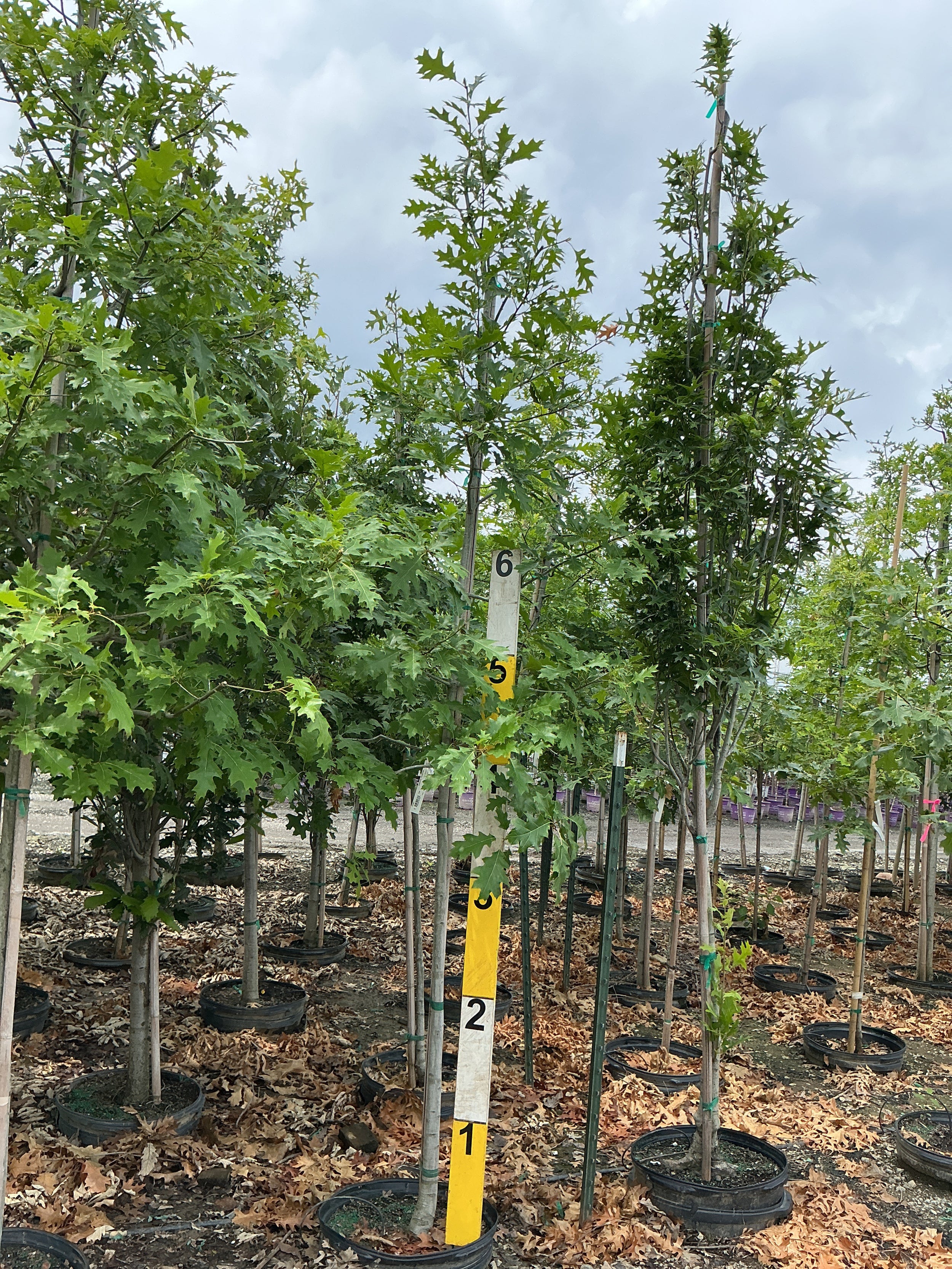 Quercus palustris