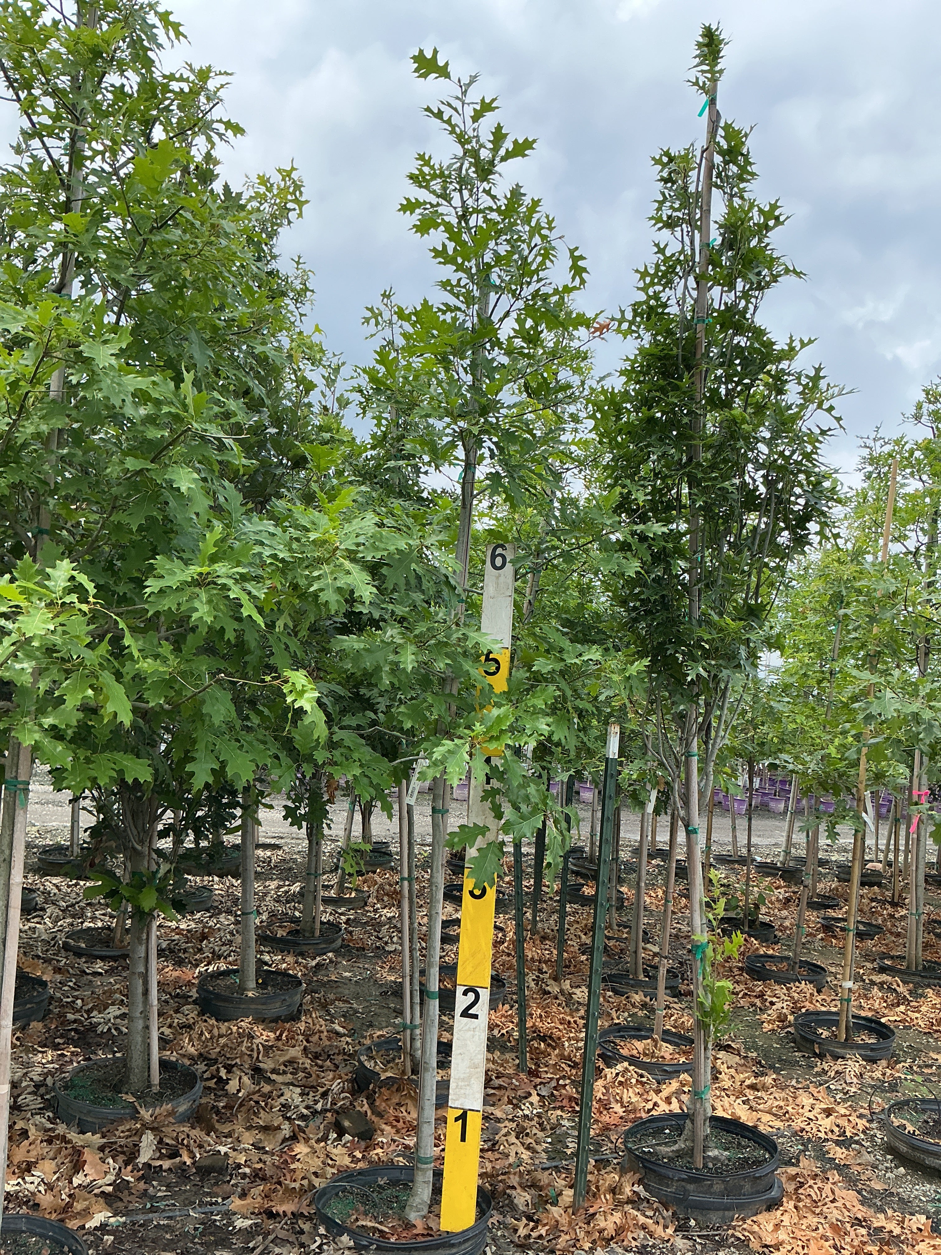 Quercus palustris