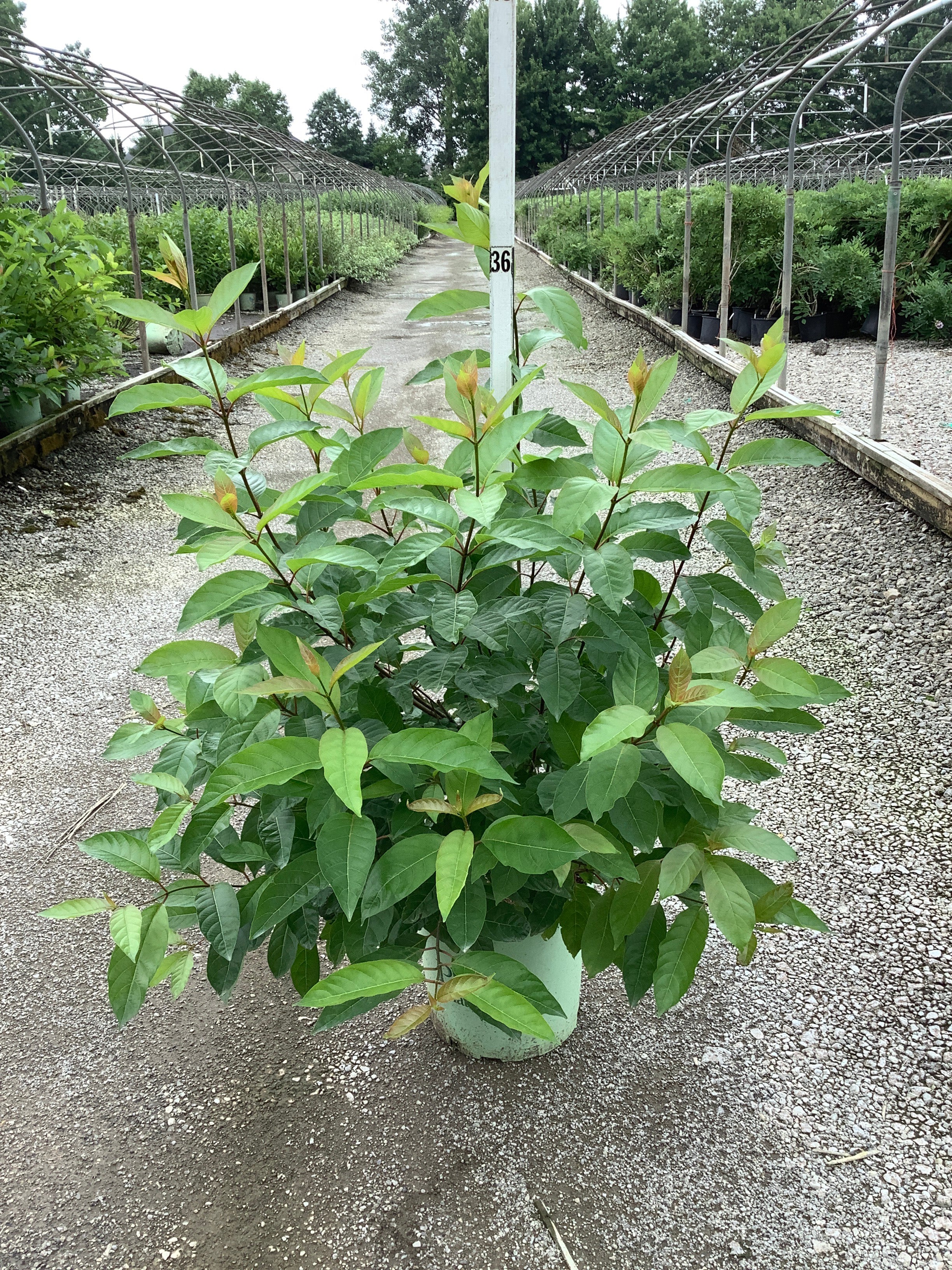 Cephalanthus magical 'Magical Moonlight'