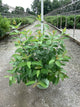 Cephalanthus magical 'Magical Moonlight'