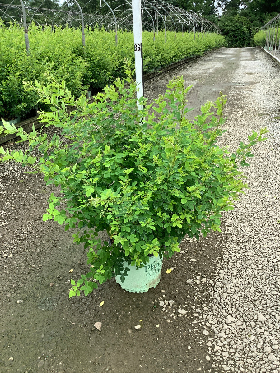 Lespedeza candy 'Girl' â€” G3 PTW 15