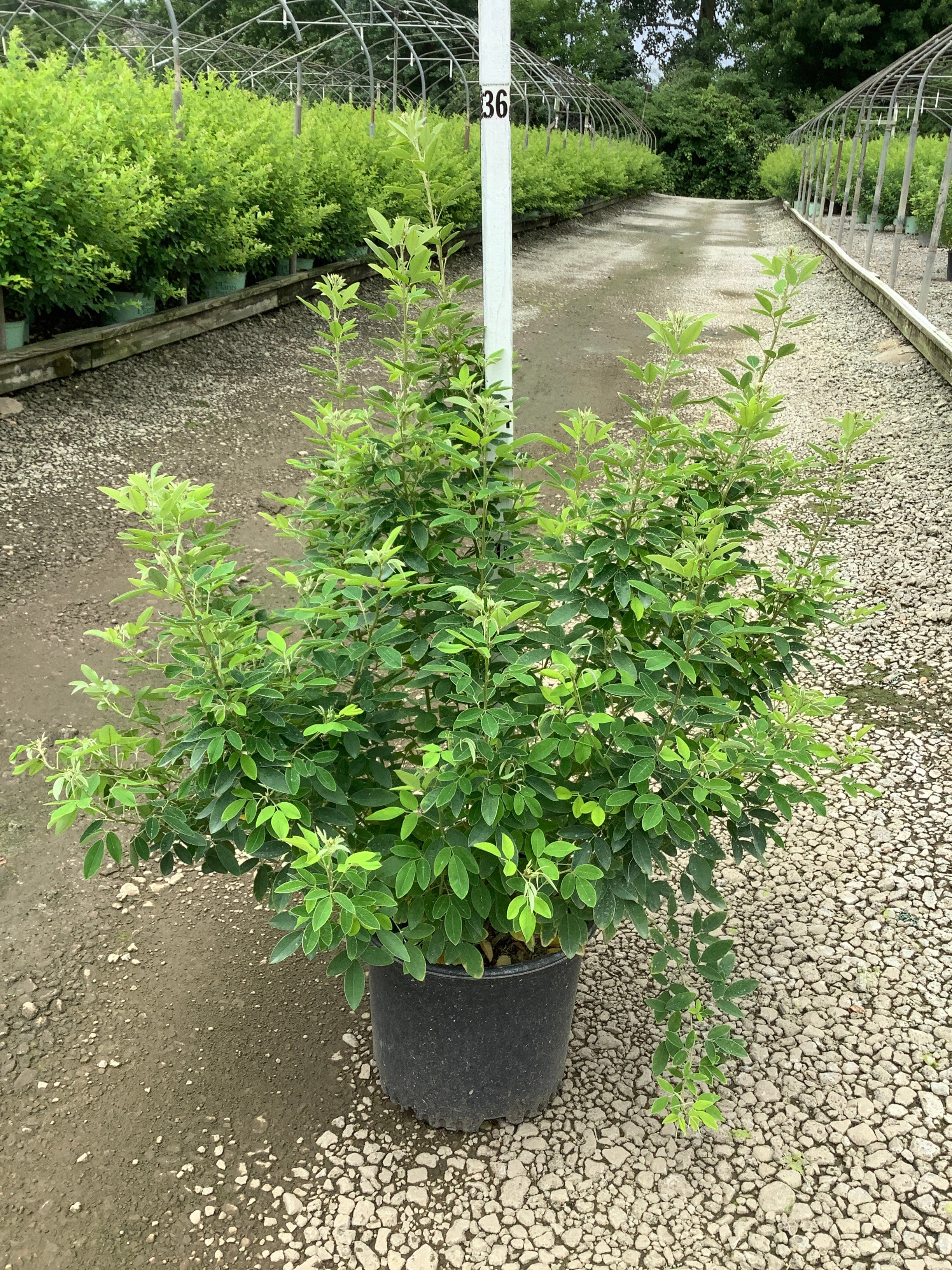 Lespedeza thunbergii 'Gibraltar'