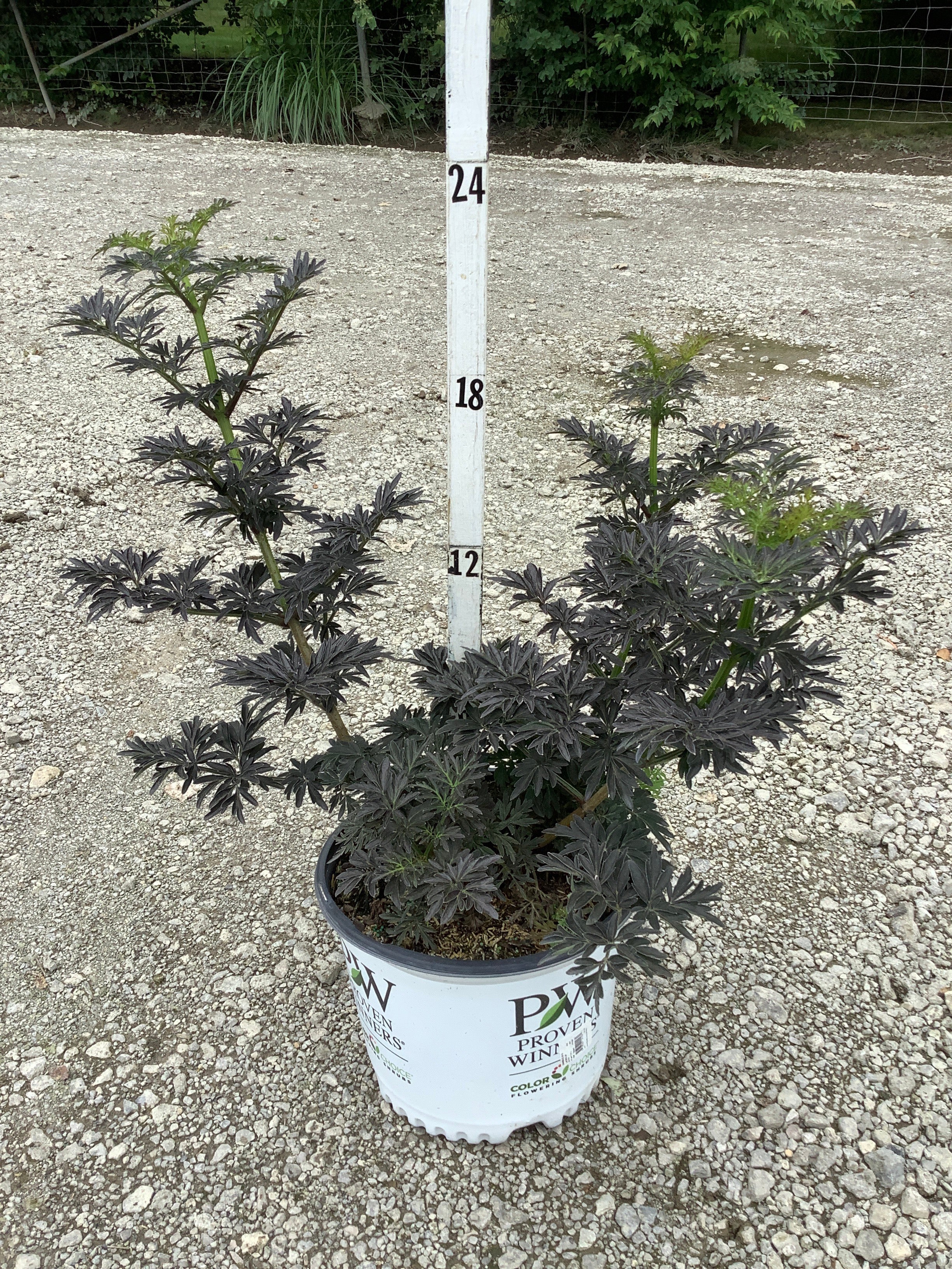 Sambucus N 'Laced Up'