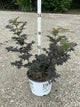 Sambucus N 'Laced Up'