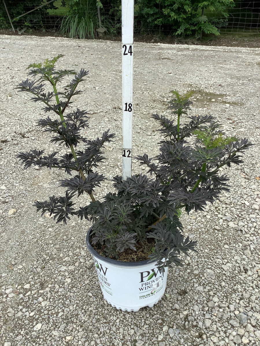 Sambucus N 'Laced Up' â€” G3 15