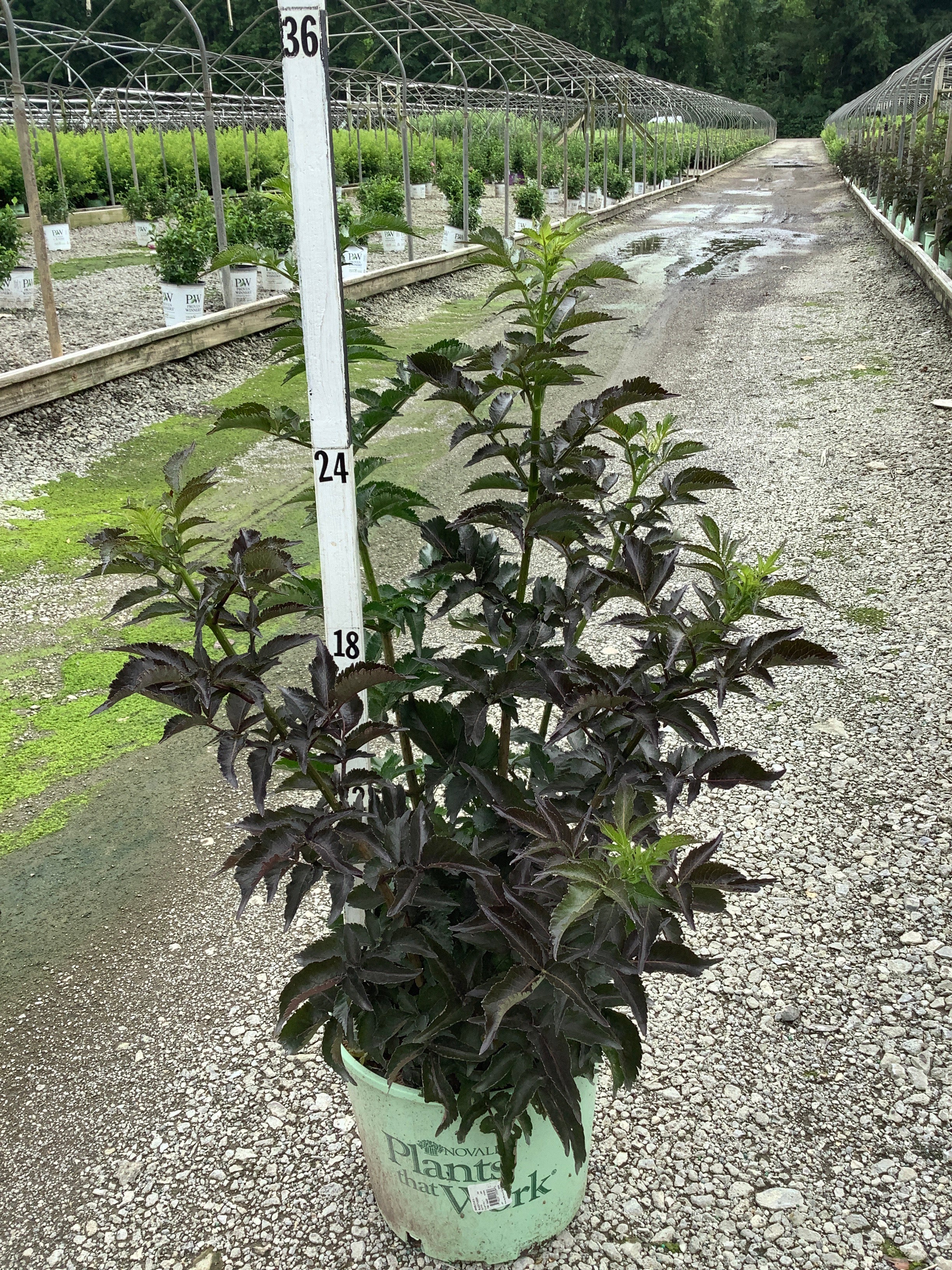 Sambucus nigra 'Eiffel 1' BLACK TOWER
