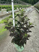 Sambucus nigra 'Eiffel 1' BLACK TOWER