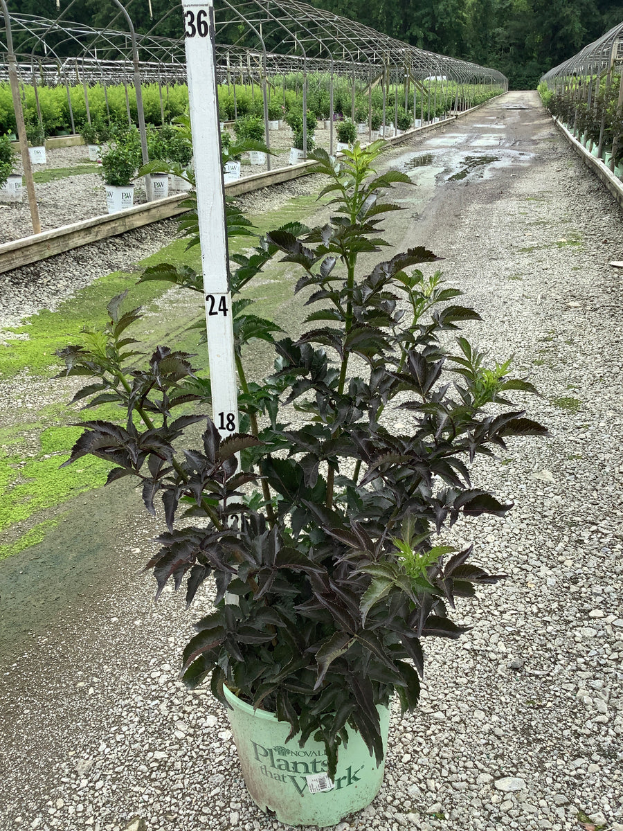 Sambucus nigra 'Eiffel 1' BLACK TOWER â€” G3 PTW