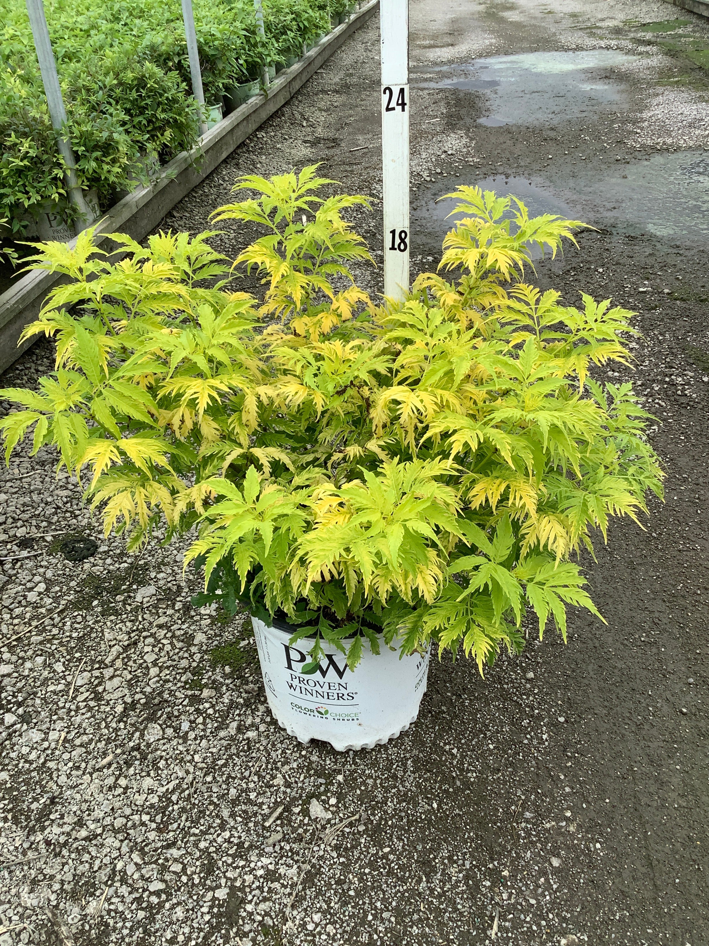 Sambucus lemony 'Lace'