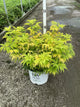 Sambucus lemony 'Lace'