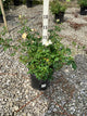 Rosa CL 'New Dawn'