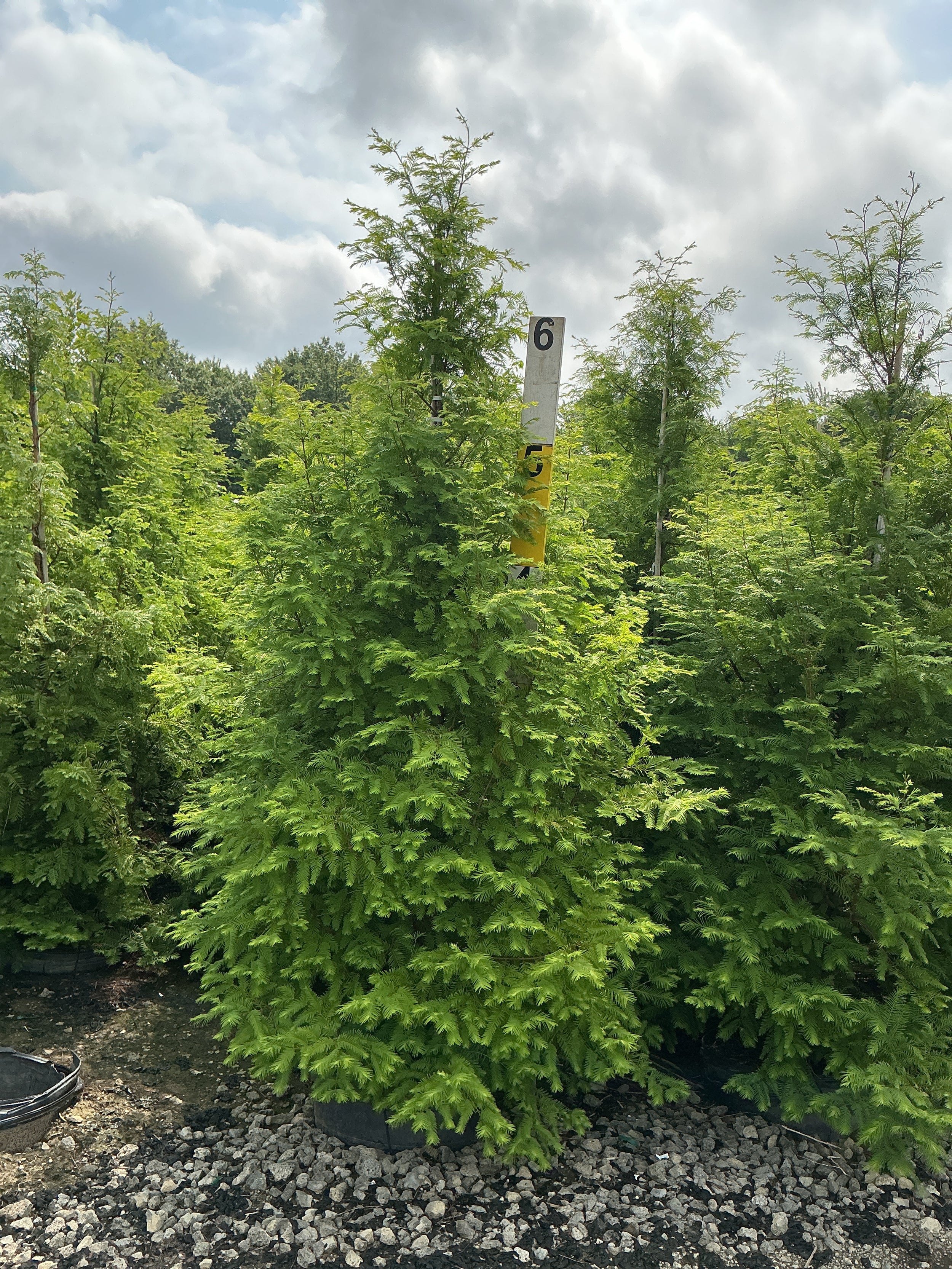 Metasequoia glyptostroboides