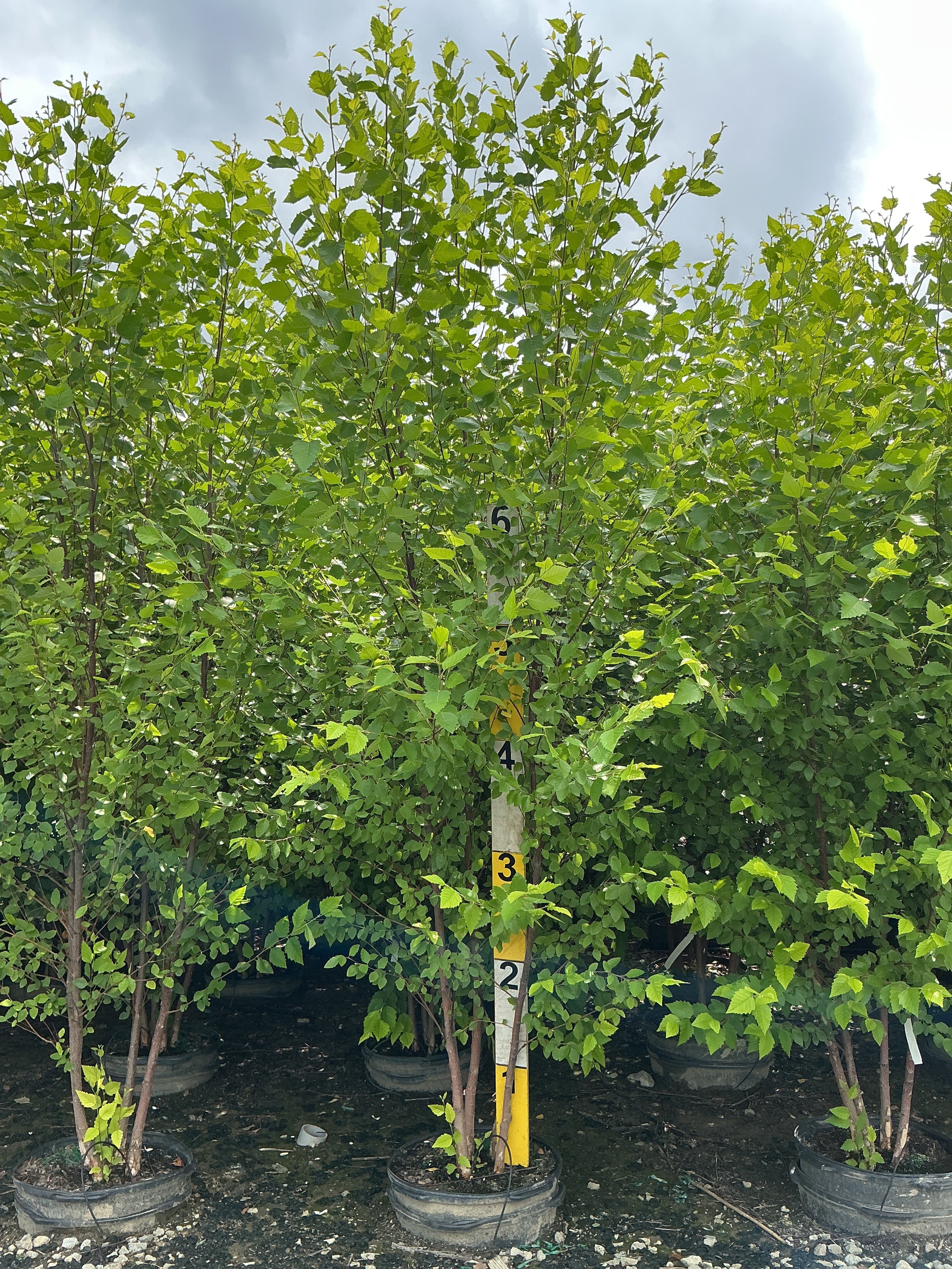 Betula nigra 'Cully'
