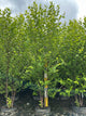 Betula nigra 'Cully'