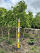Robinia pseudoacacia 'Twisty Baby'
